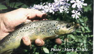 menorrhagia proven with trout